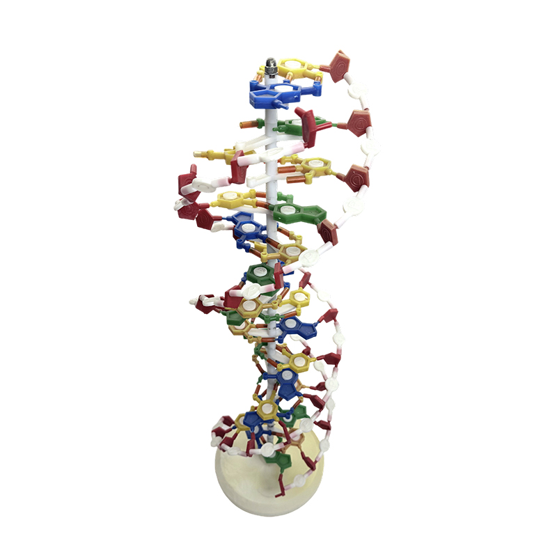 Model DNA, model dvojitej špirály DNA, lekársky model dvojitej špirály vo farbe DNA