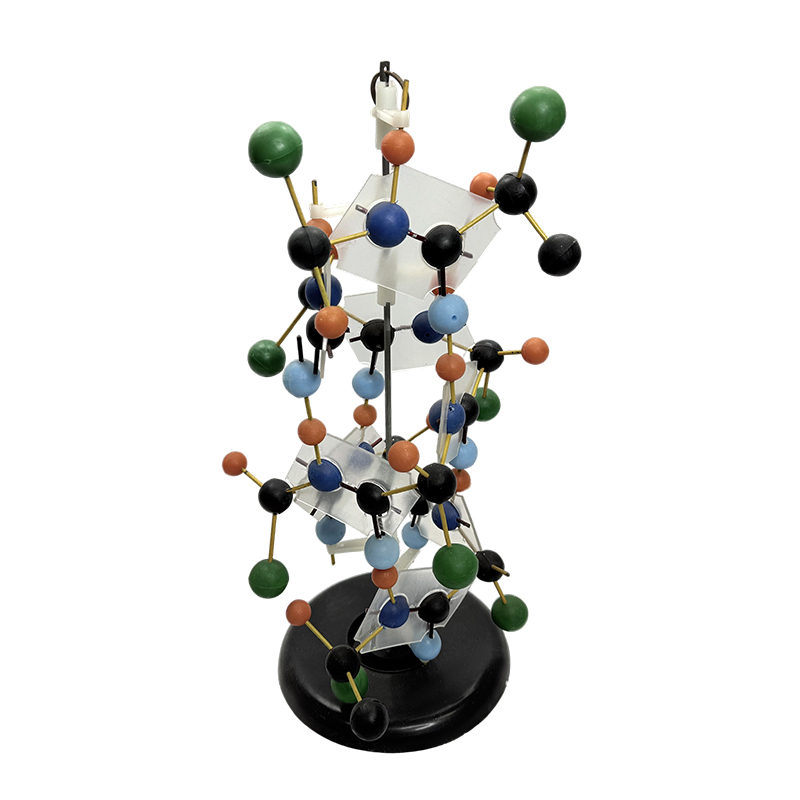 Vzdelávacie vybavenie Model štruktúry DNA biologický model 