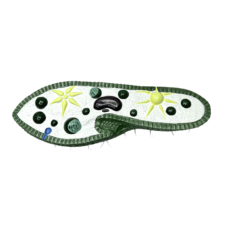 Model nástroja na vyučovanie biológie, model paramecium