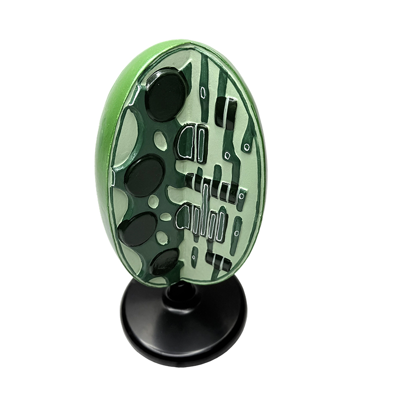 Základná škola výučba biológie model biológia laboratórny prístroj experiment mikroštruktúra rastliny organela model chloroplastu