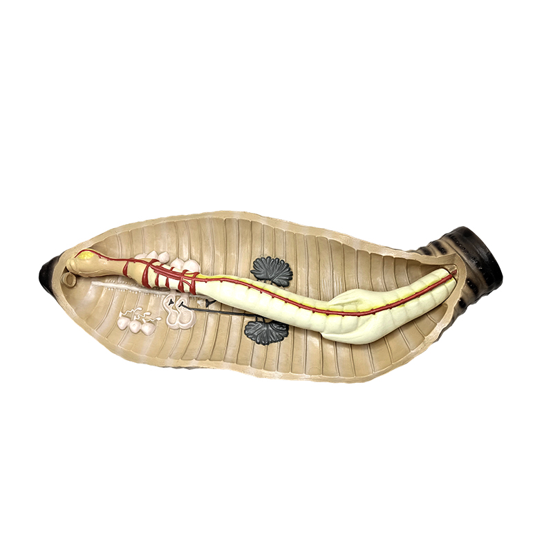 Stredoškolský a stredoškolský učebný nástroj biológie anatomický model dážďovky