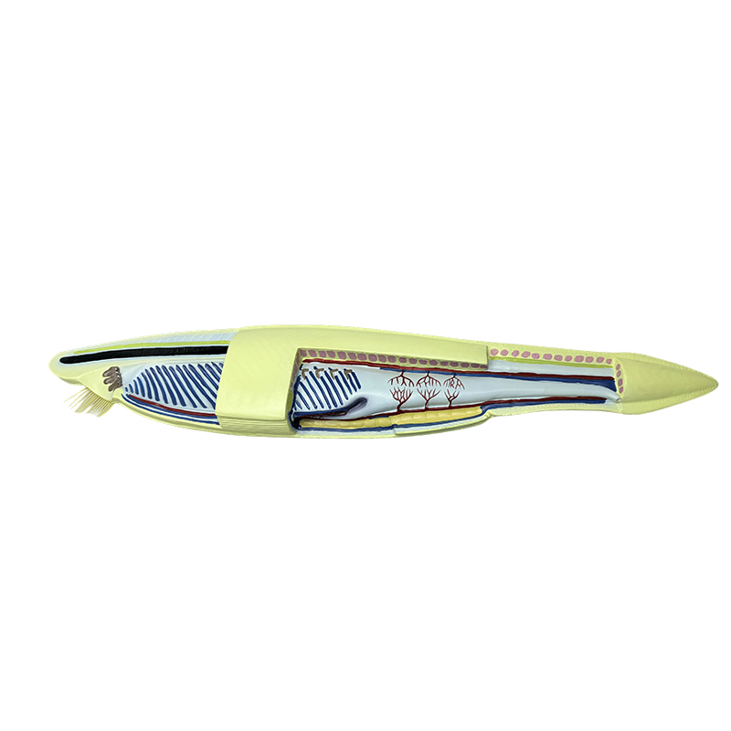 Plastový model ryby amphioxus pre biologický model