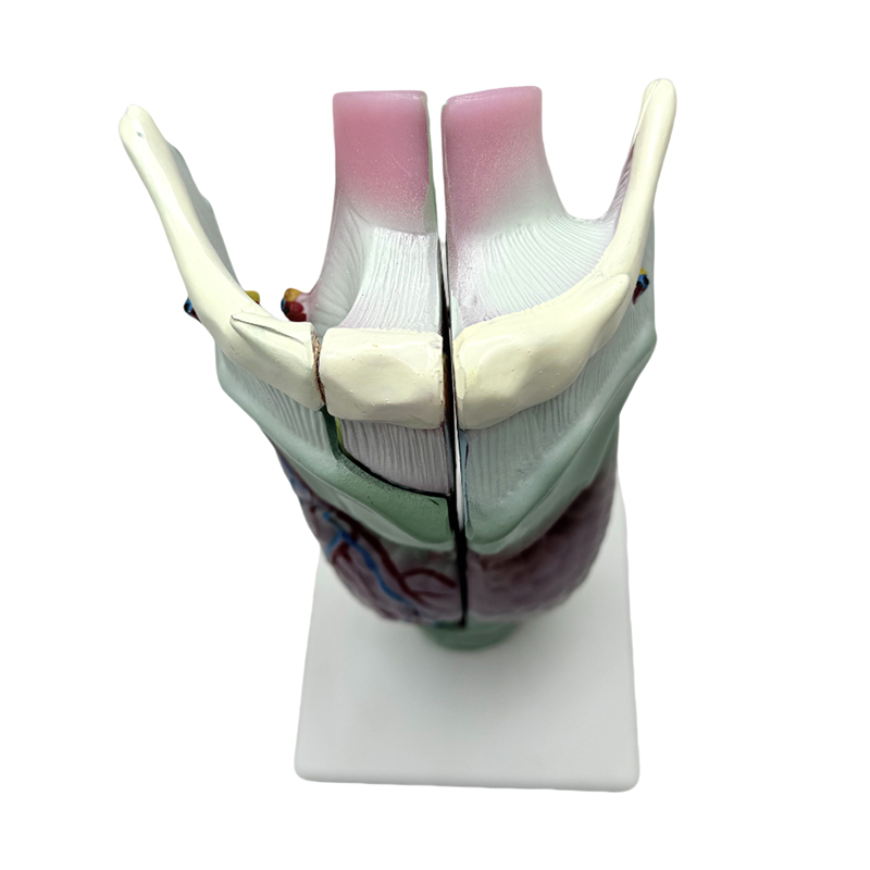 Lekársky anatomický model školskej a nemocničnej výučby laryngeálny anatomický model