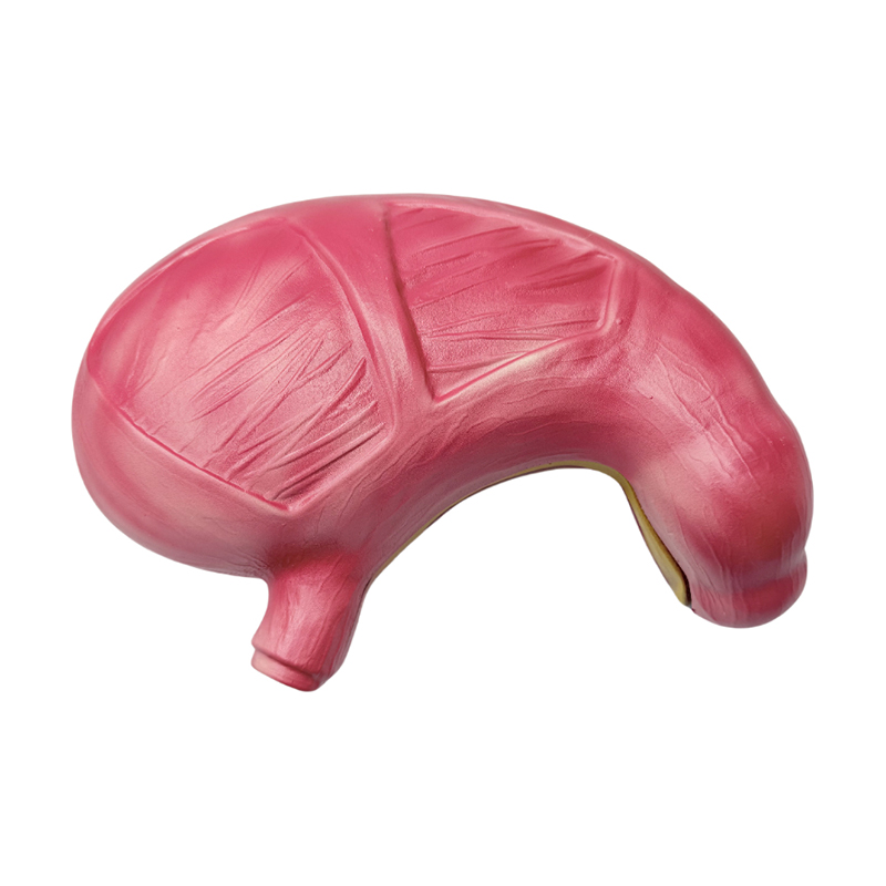 Lekársky anatomický ľudský tráviaci systém orgány žalúdok anatomický model