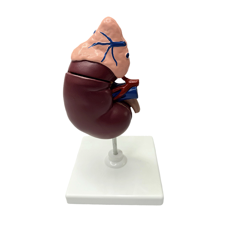 Modely obličiek a nadobličiek anatomický model ľudského tela medicínsky model anatomické vyučovanie