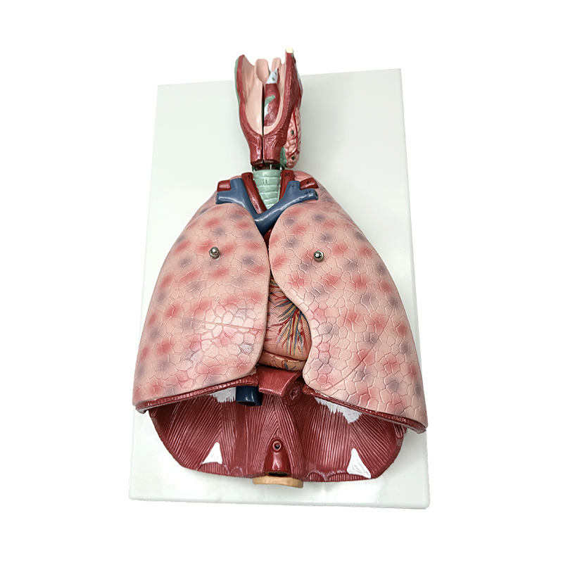 Model anatómie pľúc s hrtanom (7 častí) lekársky model výučby človeka anatomický model človeka