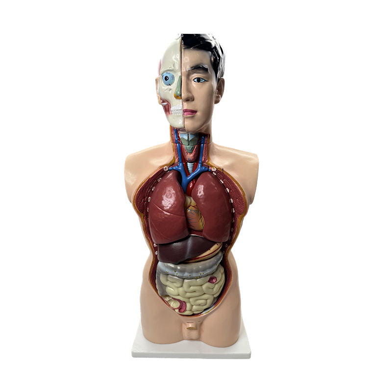 Lekársky anatomický model 85 cm model mužského trupu