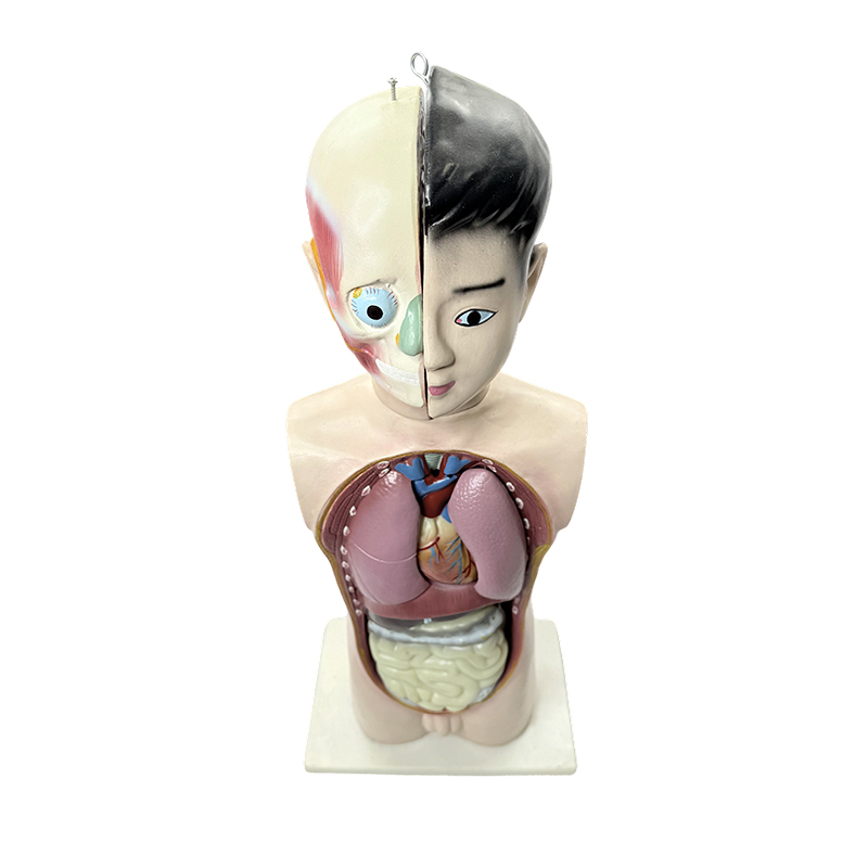Model ľudského tela do polovice tela 65 cm anatomický model trupu z lekárskej biológie