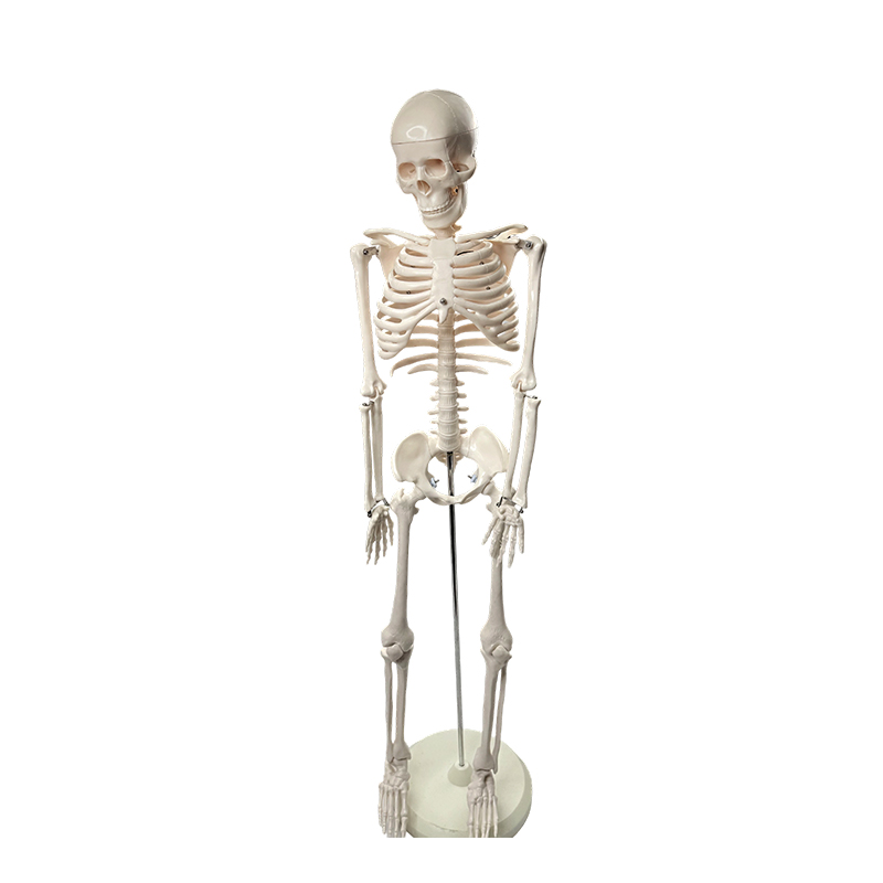 Model ľudskej kostry 85 cm
