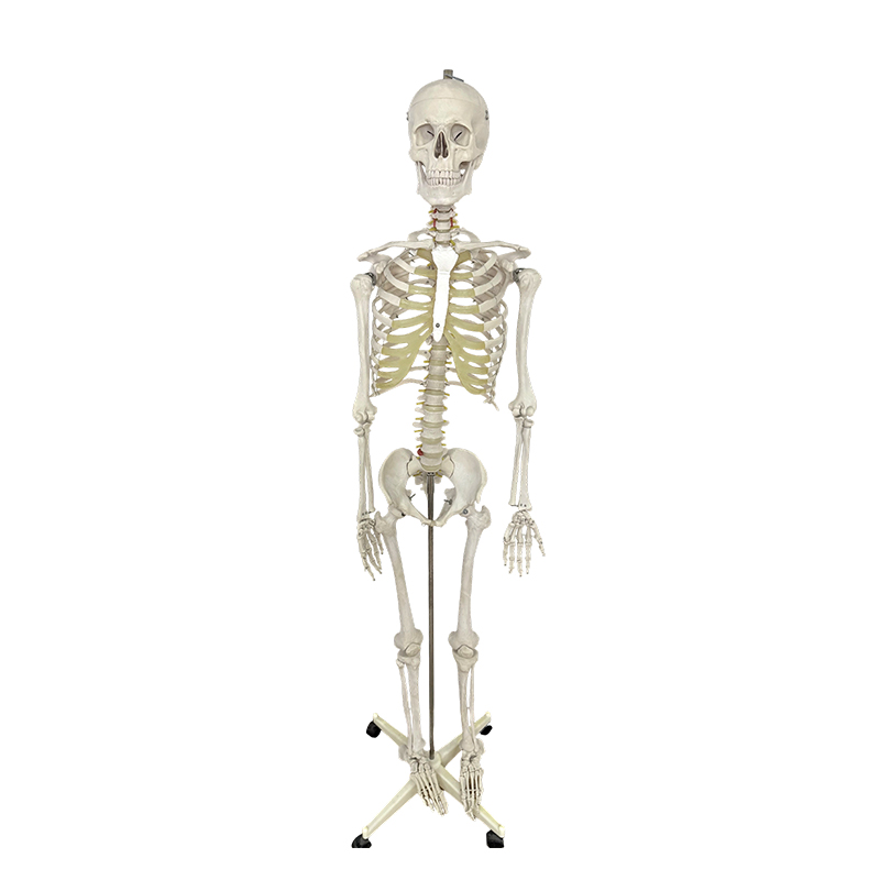 Model ľudskej kostry 170 cm