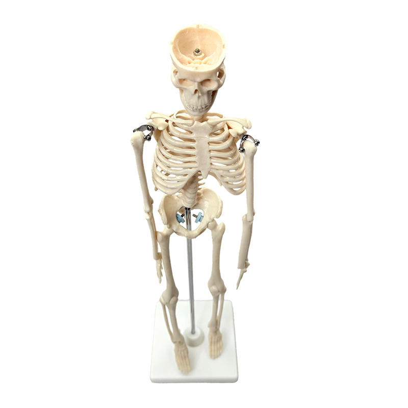 Model ľudskej kostry 42 cm