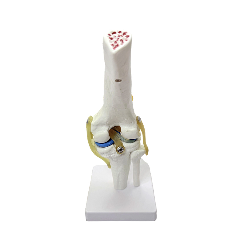 Anatomický model prírodný model anatómie veľkého kolena model kolenného kĺbu