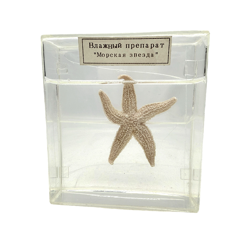 Biologická vzorka morskej hviezdy